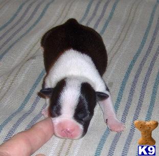 Puppies in OK